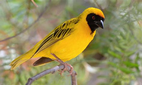 The Weaver Birds : Un conte brésilien du Xe siècle qui célèbre la persévérance et le pouvoir de l'amitié !